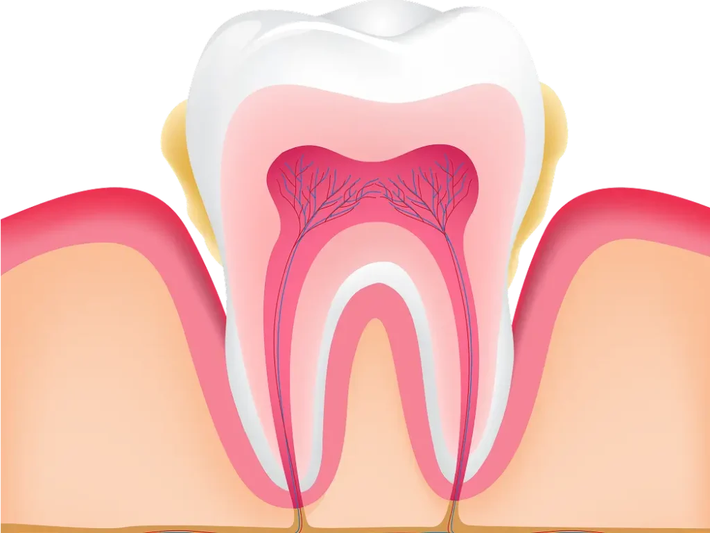 検査4　動揺度（歯のぐらつき）